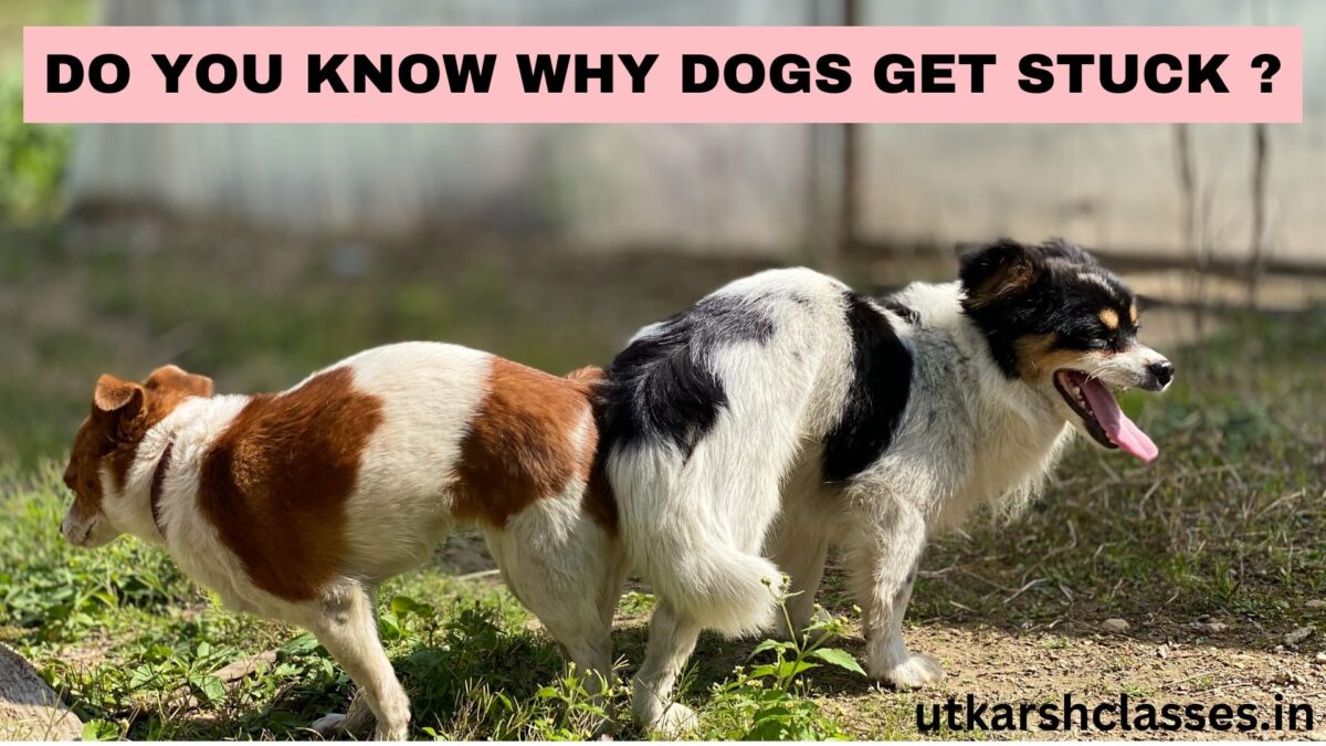 Why dogs get stuck after mating ?