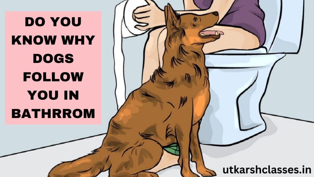 10 Reasons Why Dogs Follow You In Bathroom